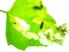 Pegomya