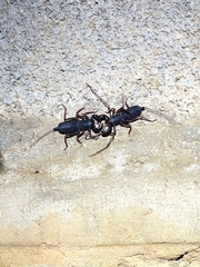 Thelyphonus sepiaris