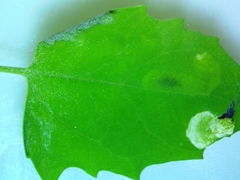 Pegomya