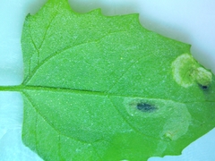 Pegomya