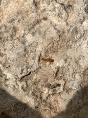 Lasius pallitarsis