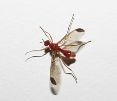 Pyrgotidae