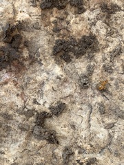 Lasius pallitarsis