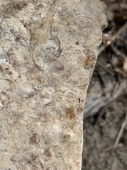 Lasius pallitarsis