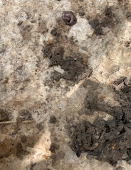Lasius pallitarsis