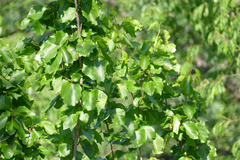 Styrax platanifolius platanifolius