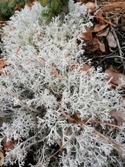 Cladonia