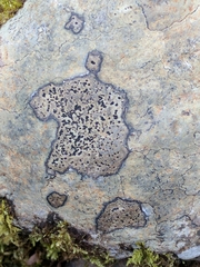 Rhizocarpon infernulum