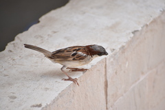 Passer domesticus