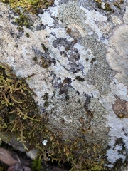 Rhizocarpon infernulum