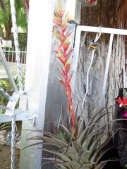 Tillandsia takizawae