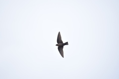 Ptyonoprogne concolor