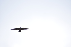 Ptyonoprogne concolor