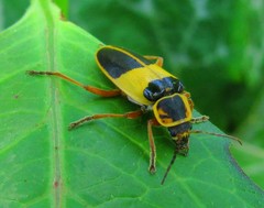 Chauliognathus flavipes
