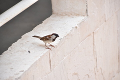 Passer domesticus
