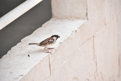 Passer domesticus
