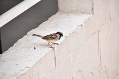 Passer domesticus