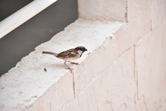Passer domesticus