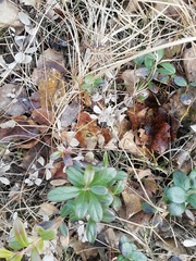 Vaccinium vitis-idaea