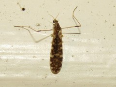 Erioptera needhami