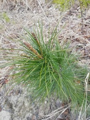 Pinus sibirica
