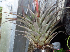 Tillandsia takizawae