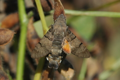 Macroglossum stellatarum