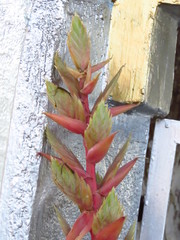 Tillandsia takizawae