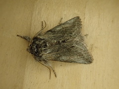 Pleromelloida bonuscula