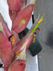 Tillandsia takizawae