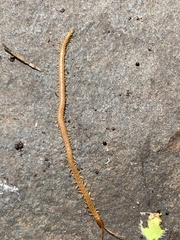Geophilus flavus