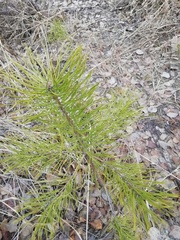 Pinus sylvestris