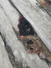 Gloeophyllum sepiarium