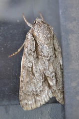 Acronicta hasta