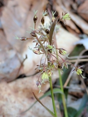 Luzula acuminata