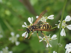 Polistes associus