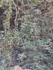 Wisteriopsis reticulata