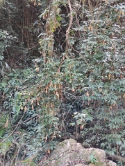 Wisteriopsis reticulata