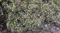 Cladonia