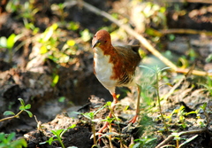 Laterallus leucopyrrhus