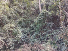 Wisteriopsis reticulata