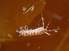 Ischyroceridae