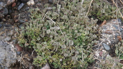 Cladonia