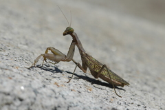 Hierodula patellifera