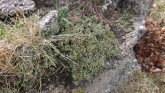 Cladonia