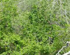 Styrax platanifolius platanifolius
