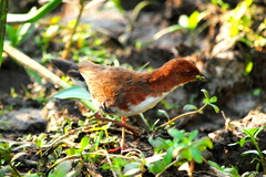 Laterallus leucopyrrhus