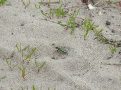 Cicindela soluta