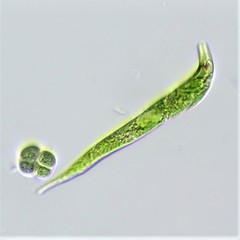 Euglena mutabilis