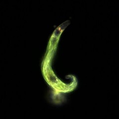 Euglena mutabilis